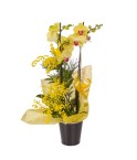 Orchidée Cymbidium 2 tiges - Conscrits 2017