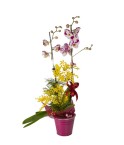 Orchidée Cymbidium 2 tiges - Conscrits 2017