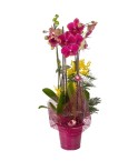 Orchidée Cymbidium 2 tiges - Conscrits 2017