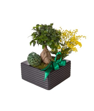 Bonsai - Conscrits 2017