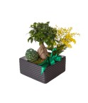 Bonsai - Conscrits 2017
