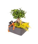 Bonsai - Conscrits 2017