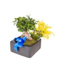 Bonsai - Conscrits 2017