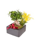Bonsai - Conscrits 2017