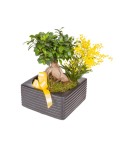 Bonsai - Conscrits 2017