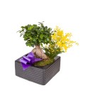 Bonsai - Conscrits 2017
