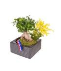 Bonsai - Conscrits 2017