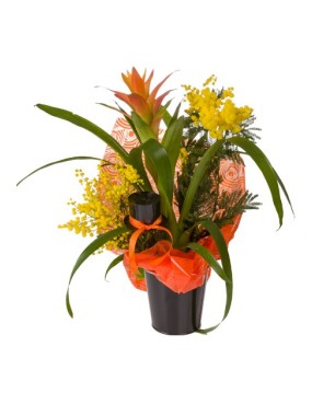 Guzmania - Conscrits 2017