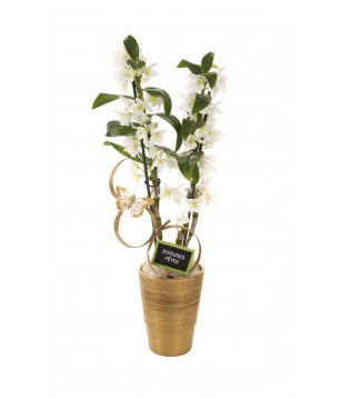 Orchidée dendrobium - Meilleurs Voeux 2017