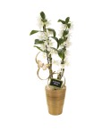 Orchidée dendrobium de Noel