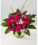 Bouquet geberas roses