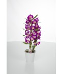 Dendrobium violet