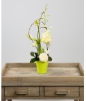 Composition teintes blanche et verte