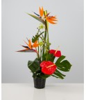 Composition fleurs exotiques