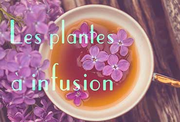 plantes-a-infusion.jpg