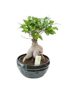 Bonsaï